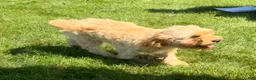 Cavapoo dogs for sale: Aiden - Ad 4