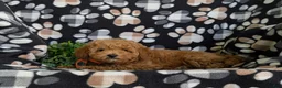 Toy Poodle dogs for sale: Northrop 9 lbs Full Grown - Ad 5