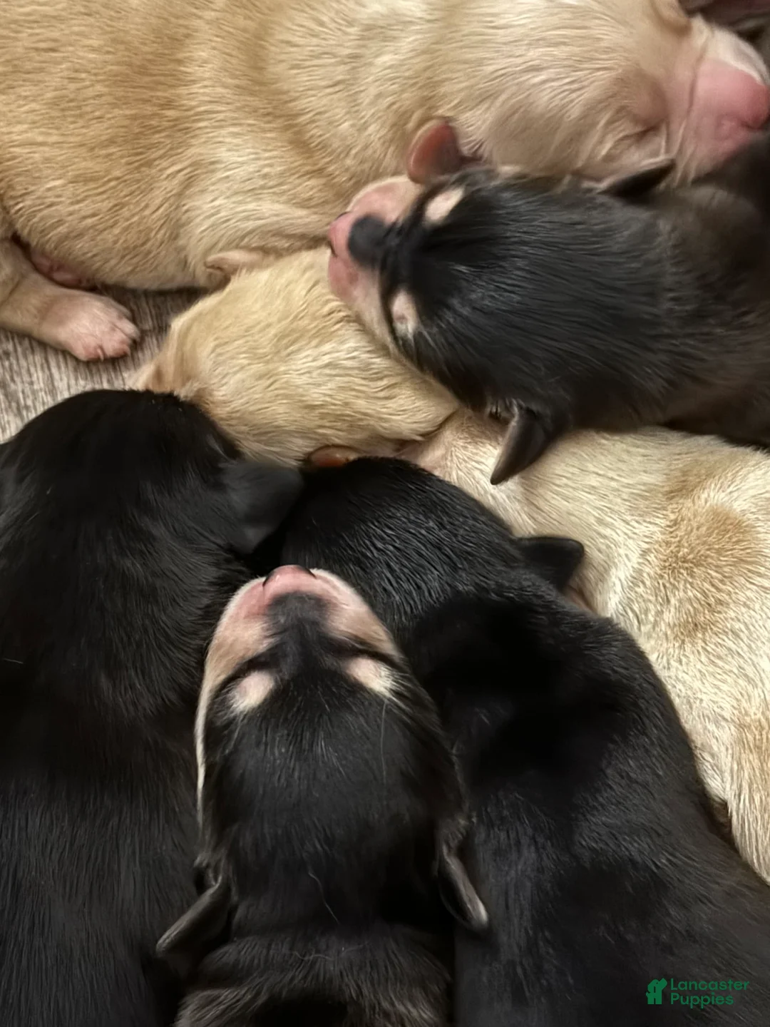 Gallery Image {{count}}