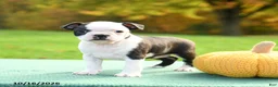 Boston Terrier dogs for sale: Nevada - Ad 1