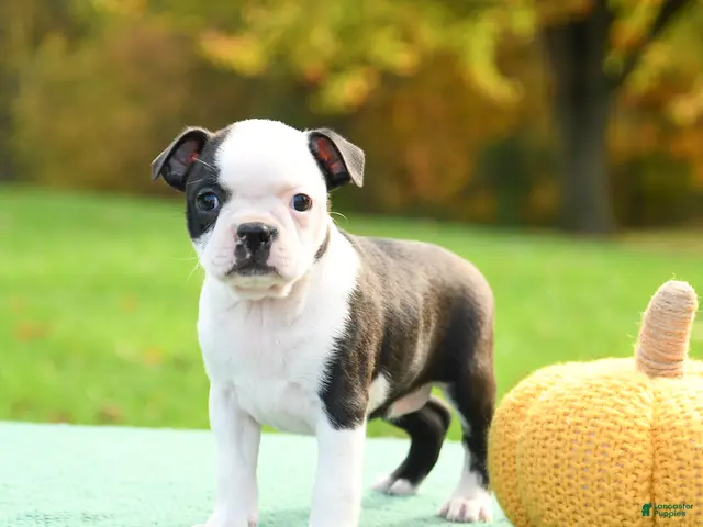 Boston Terrier dogs for sale: Nevada - Ad 1