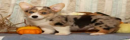 Welsh Corgi Pembroke dogs for sale: Ollie - Ad 3