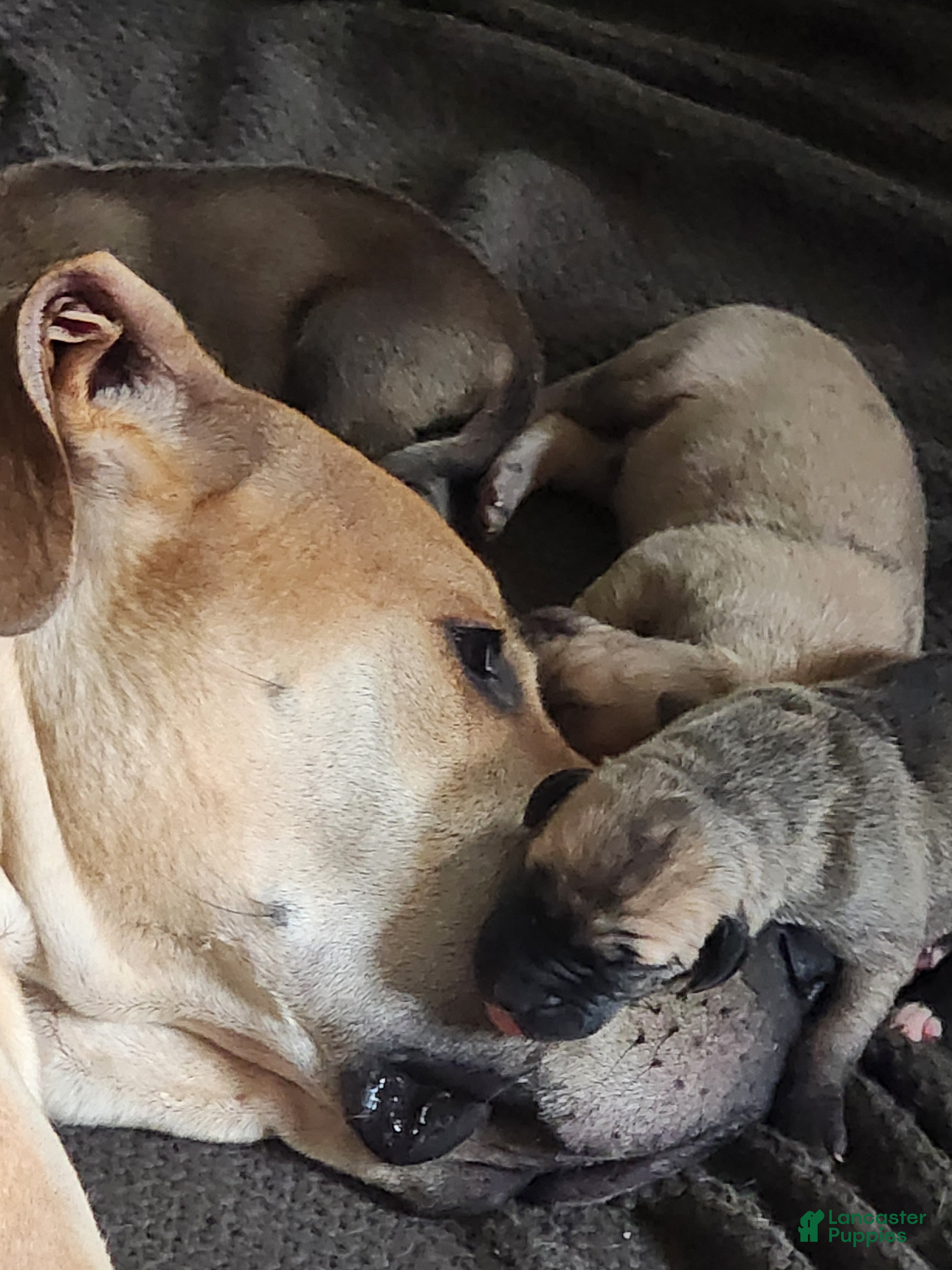 Great Dane dogs for sale: Great Dane 5 - Ad 37