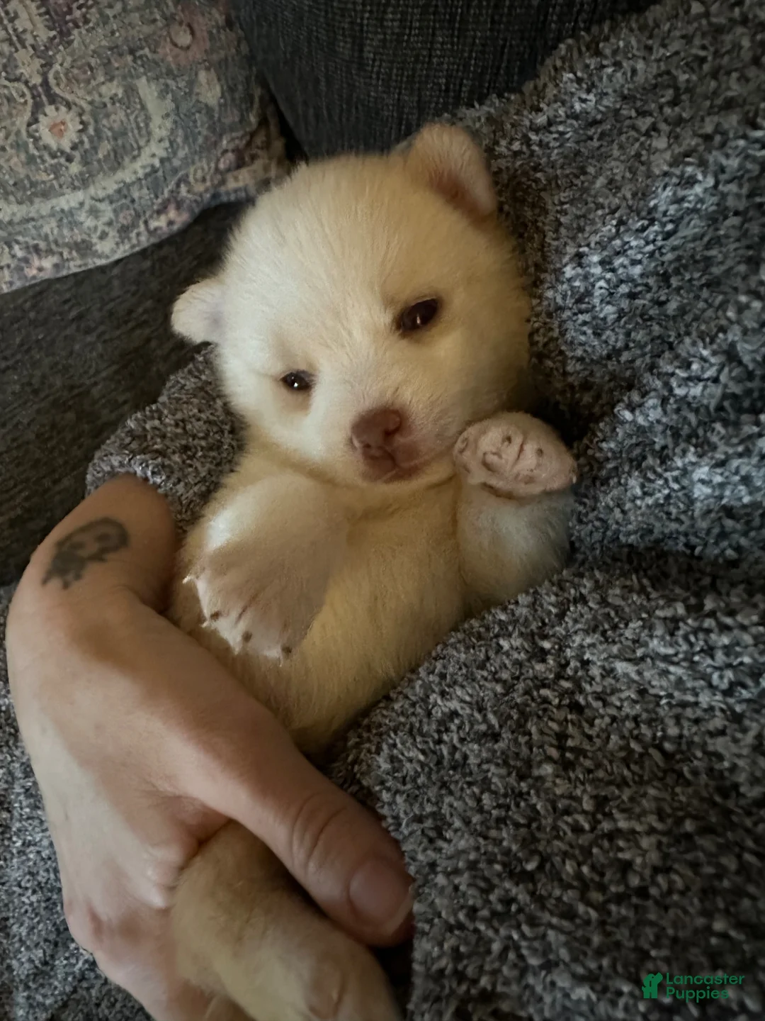 Pomsky dogs for sale: Pomsky Puppy 6 - Ad 1
