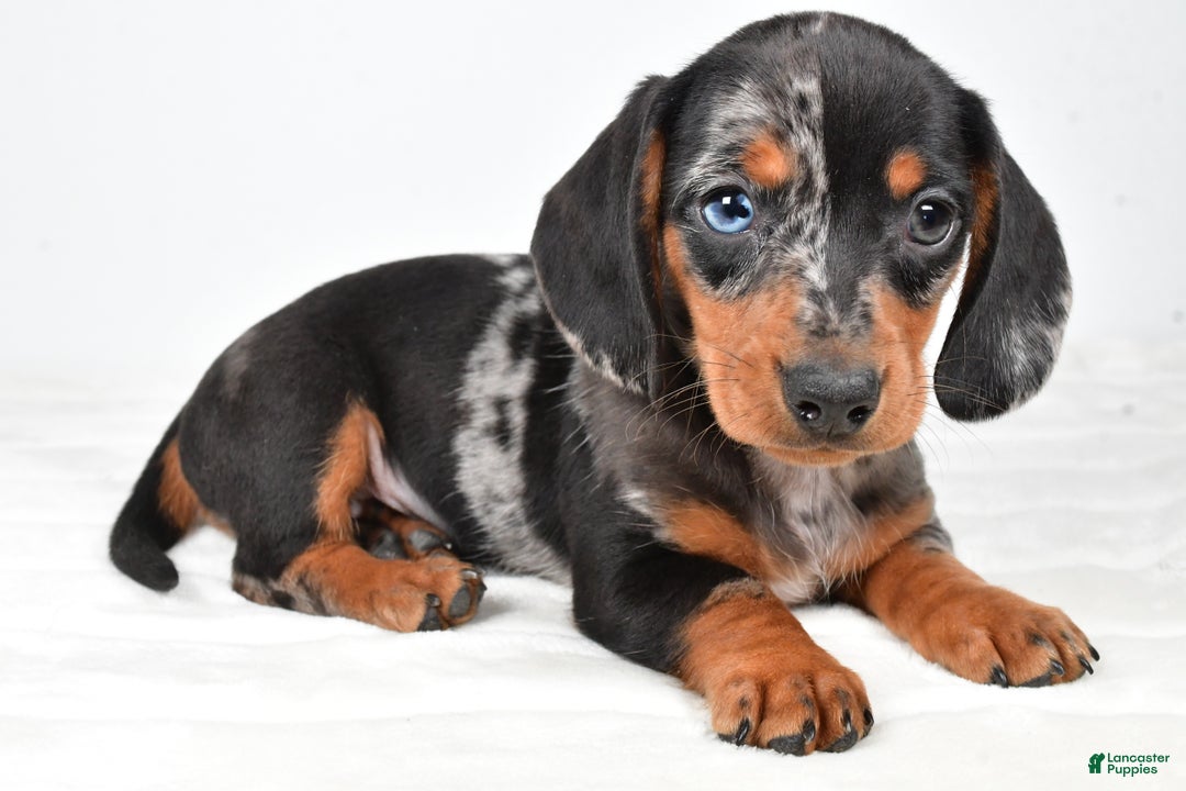 Miniature Dachshund dogs for sale: Sammy - Ad 2