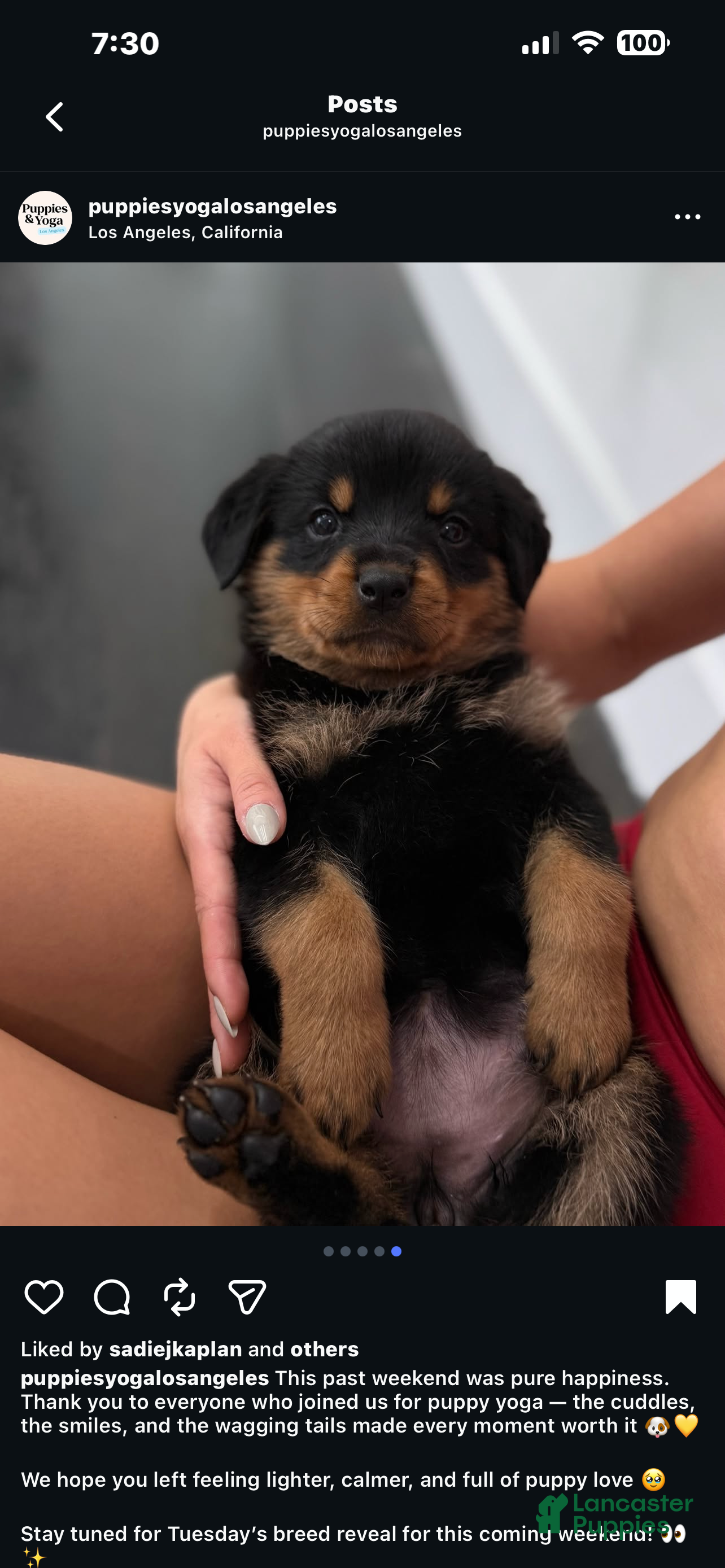 Rottweiler dogs Rottweiler Puppy 4 - Ad 1