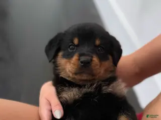 Rottweiler dogs for sale: Rottweiler Puppy 4 - Ad 4