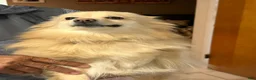 Pomeranian dogs for sale: Pomeranian Puppy 1 - Ad 19