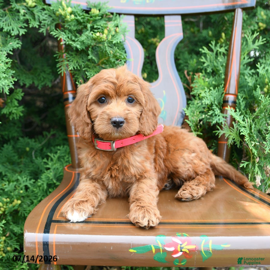 Cockapoo dogs Sienna - Ad 2
