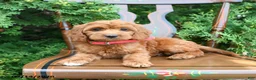 Cockapoo dogs for sale: Sienna - Ad 2
