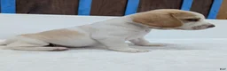Beagle dogs for sale: Rusty  - Ad 2