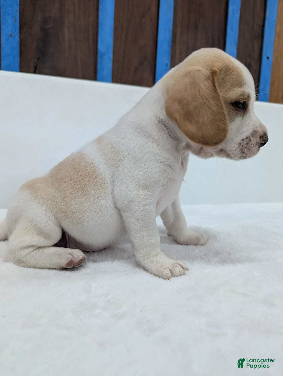 Beagle dogs for sale: Rusty  - Ad 2