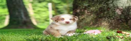 Miniature Australian Shepherd dogs for sale: Leo - Ad 9