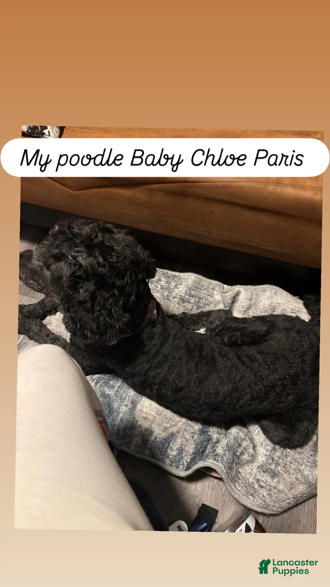 Standard Poodle dogs for sale: KhloeParis - Ad 2