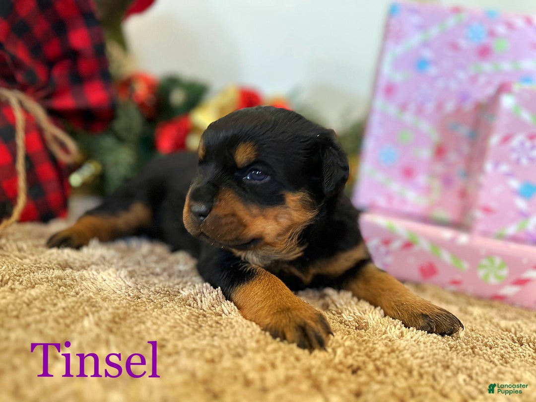 Rottweiler dogs for sale: Tinsel  - Ad 1