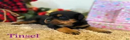 Rottweiler dogs for sale: Tinsel  - Ad 4