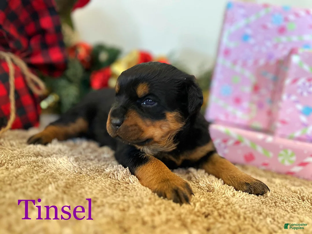 Rottweiler dogs for sale: Tinsel  - Ad 4