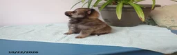 Pomeranian dogs for sale: Lily - Ad 3