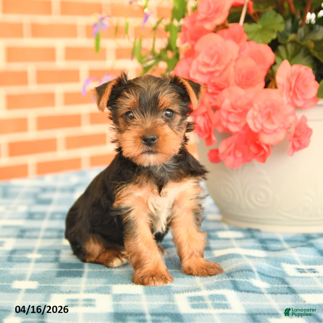 Yorkshire Terrier dogs for sale: Lulu - Ad 1