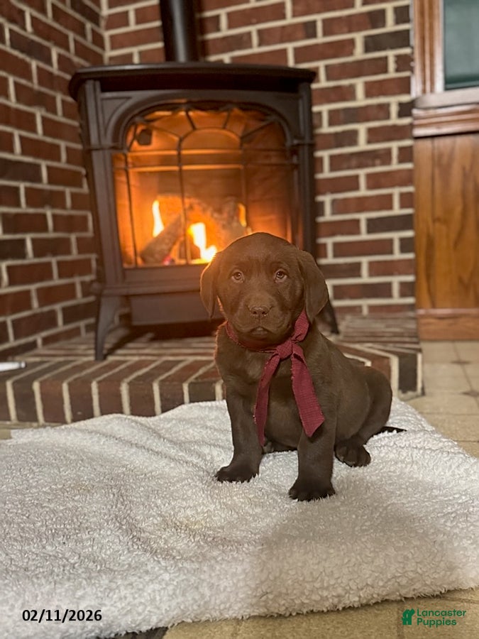 Labrador Retriever dogs Baxter - Ad 6