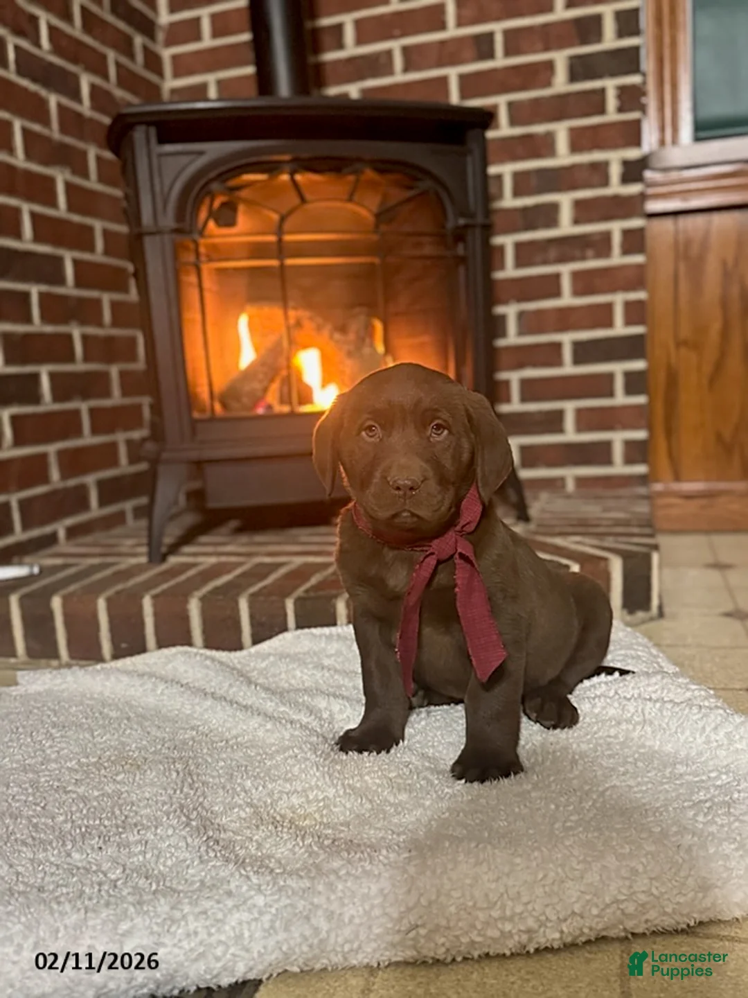 Labrador Retriever dogs for sale: Baxter - Ad 1