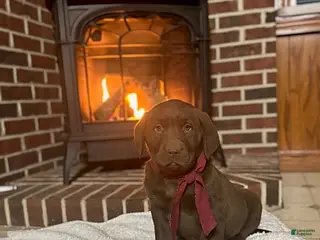 Labrador Retriever dogs Baxter - Ad 6