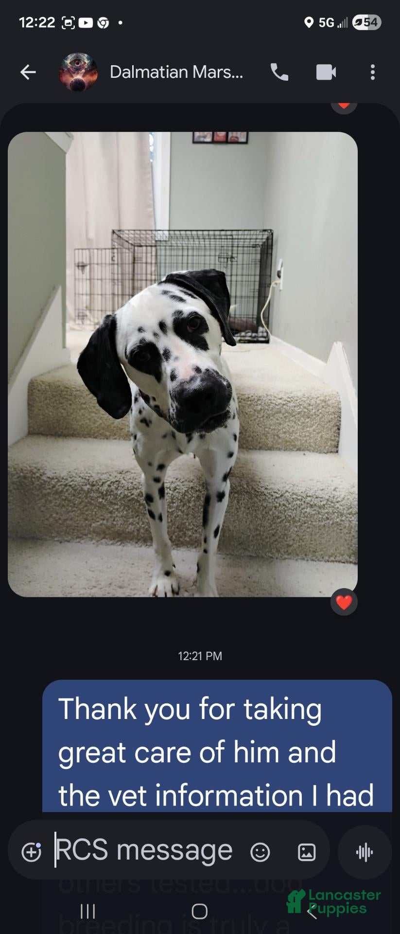 Dalmatian dogs Dalmatian 1 - Ad 1