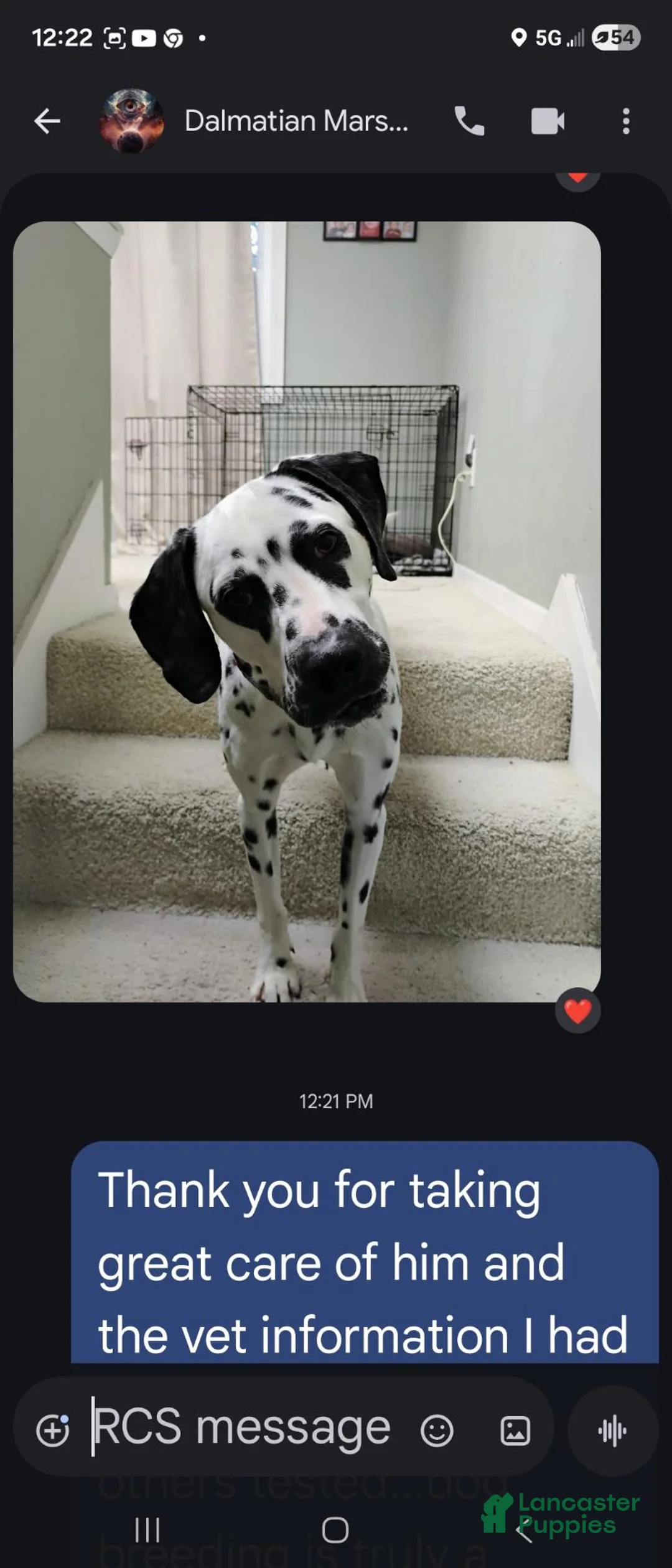 Dalmatian dogs for sale: Dalmatian 1 - Ad 1