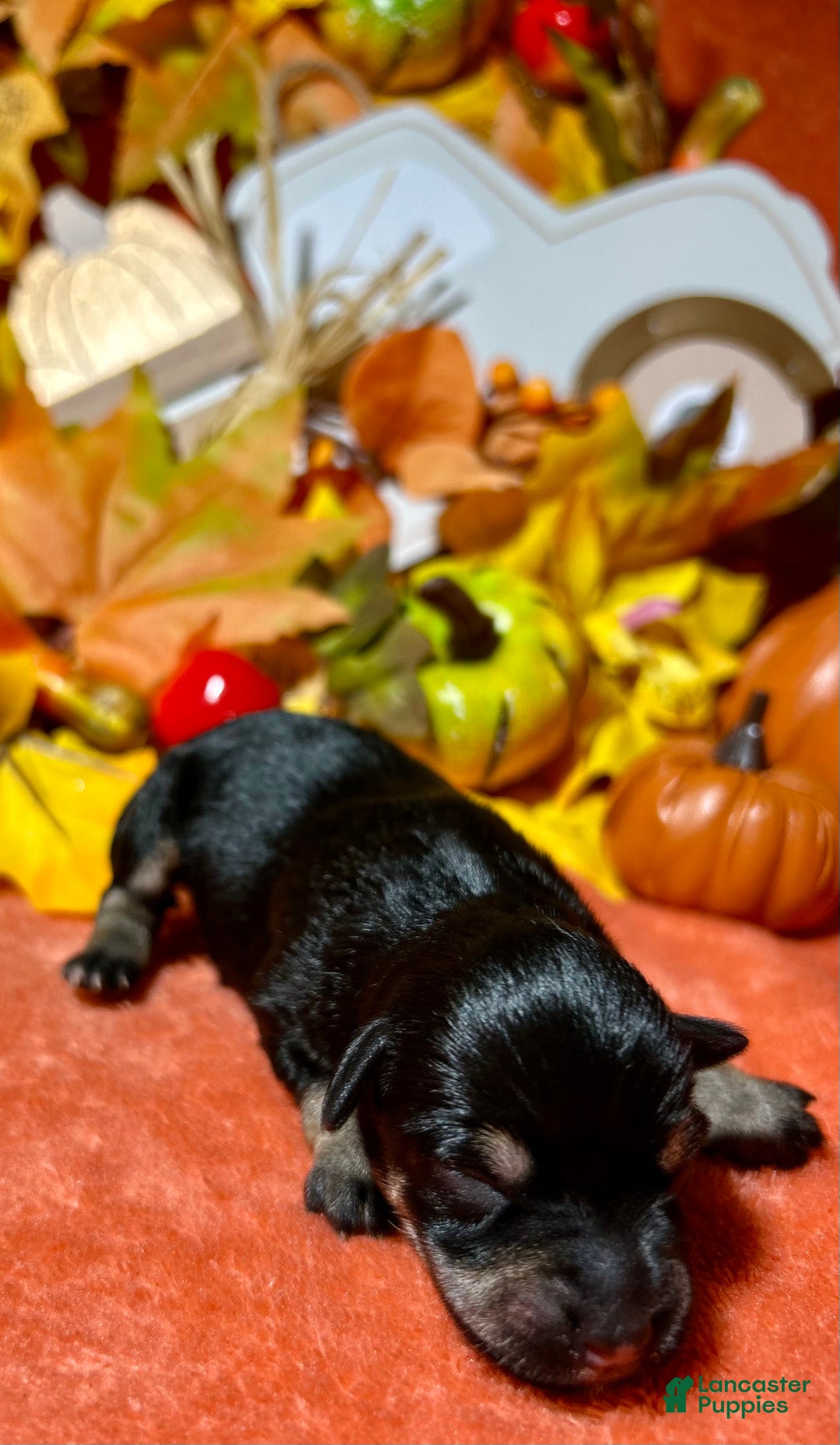 Miniature Schnauzer dogs for sale: ROSIE - Ad 12