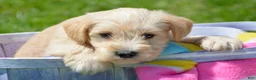 Miniature Schnauzer dogs for sale: Miniature Schnauzer Micky - Ad 3