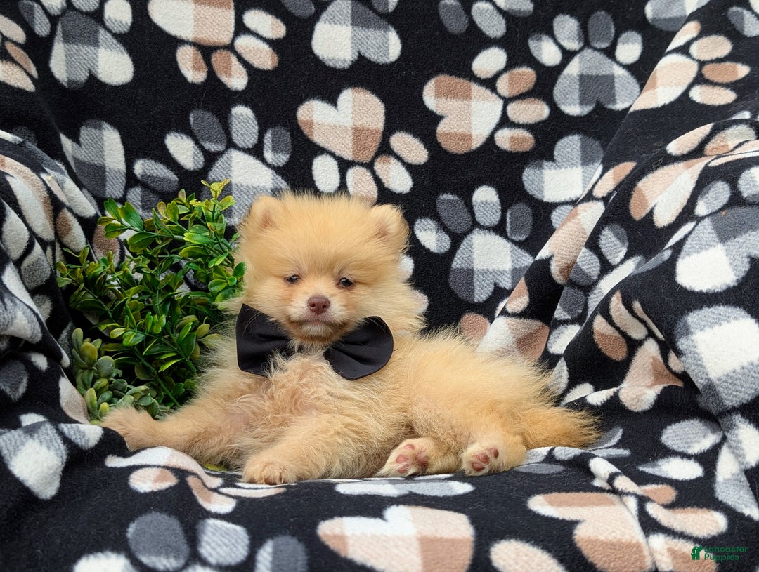 Pomeranian dogs for sale: Kent Genetic Testing - Ad 17
