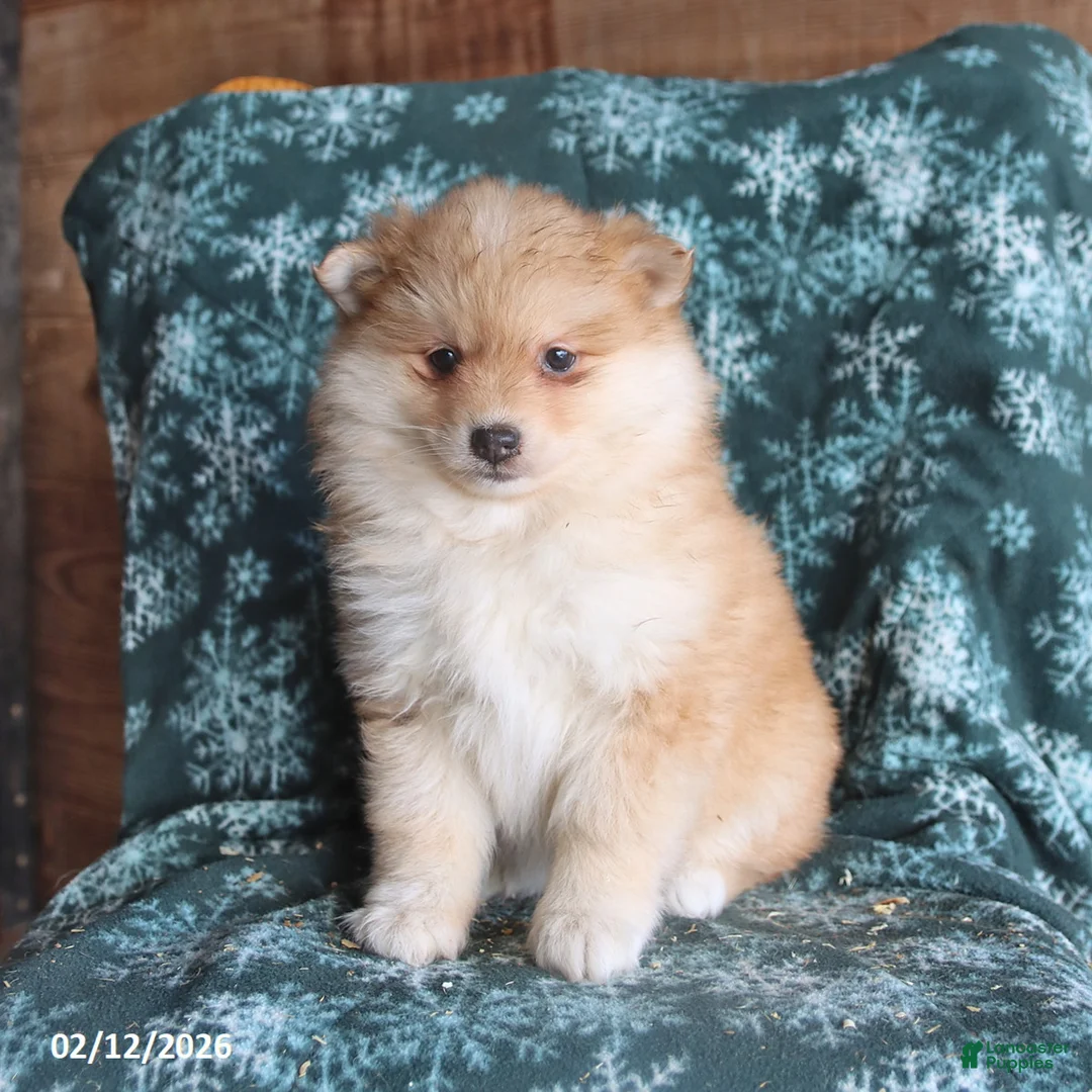 Pomsky dogs for sale: Lila  - Ad 4