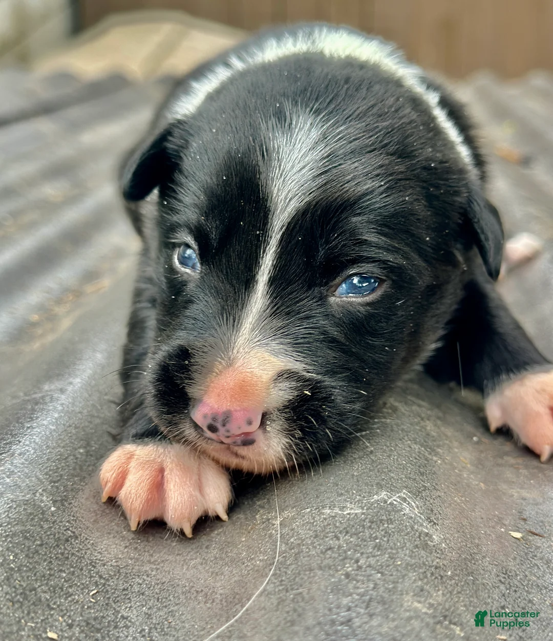 Mixed Breed dogs for sale: Kelpie/ Border Collie  Puppy 5 - Ad 2