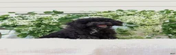 Cavapoo dogs for sale: Kenny - Ad 8