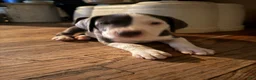 Mixed Breed dogs for sale: Baby 4 - Ad 4