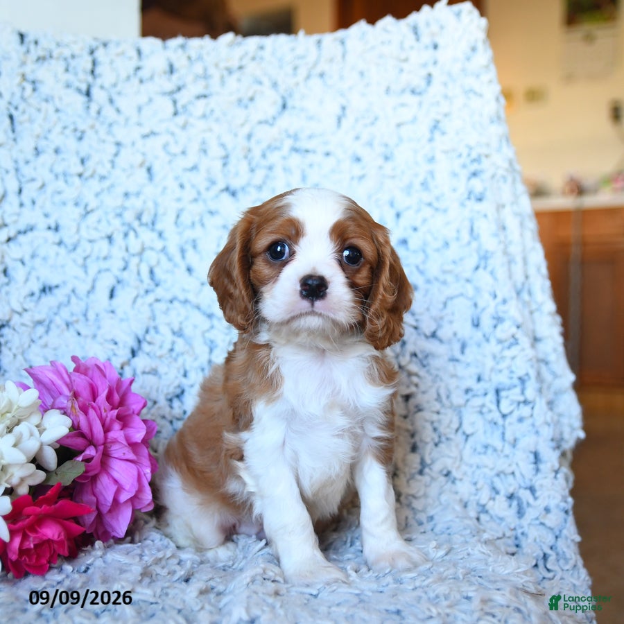Cavalier King Charles Spaniel dogs Zephaniah - Ad 2