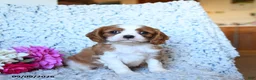 Cavalier King Charles Spaniel dogs for sale: Zephaniah - Ad 2