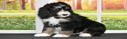 Bernedoodle dogs for sale: Bambi - Ad 2