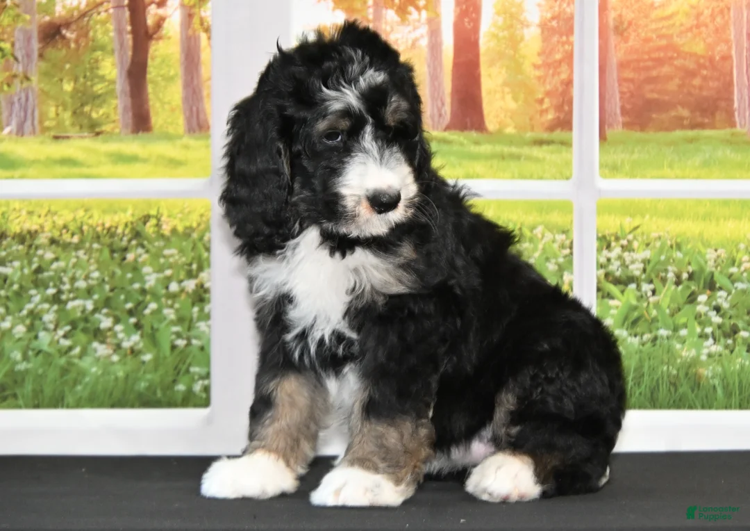 Bernedoodle dogs for sale: Bambi - Ad 2