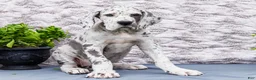 Great Dane dogs for sale: Kelsey - Ad 8