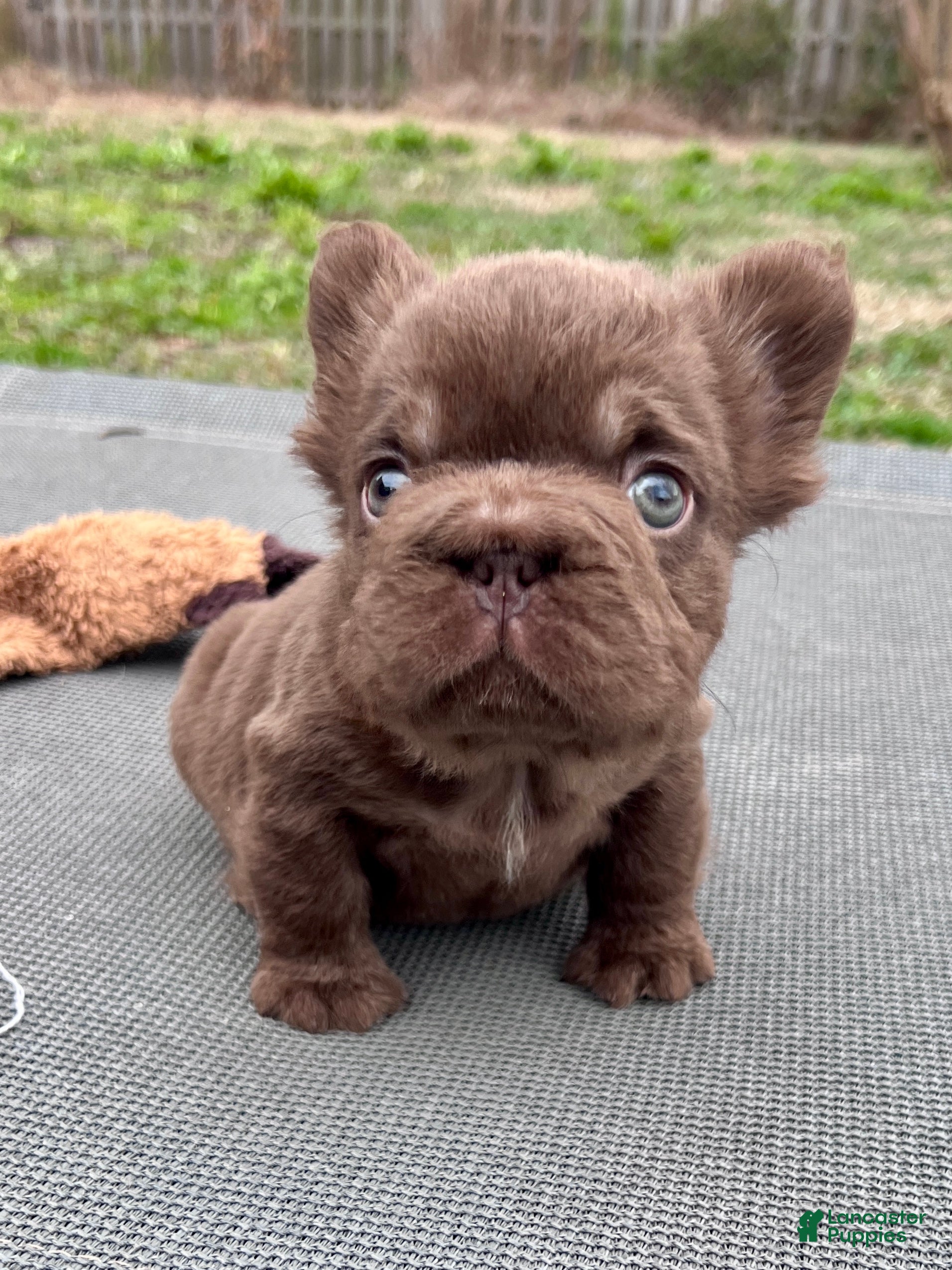 French Bulldog dogs Oakley - Mini Fluffy - Ad 1