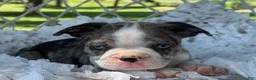 Boston Terrier dogs for sale: Mister - Ad 7