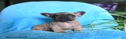 French Bulldog dogs for sale: Foster - Ad 7