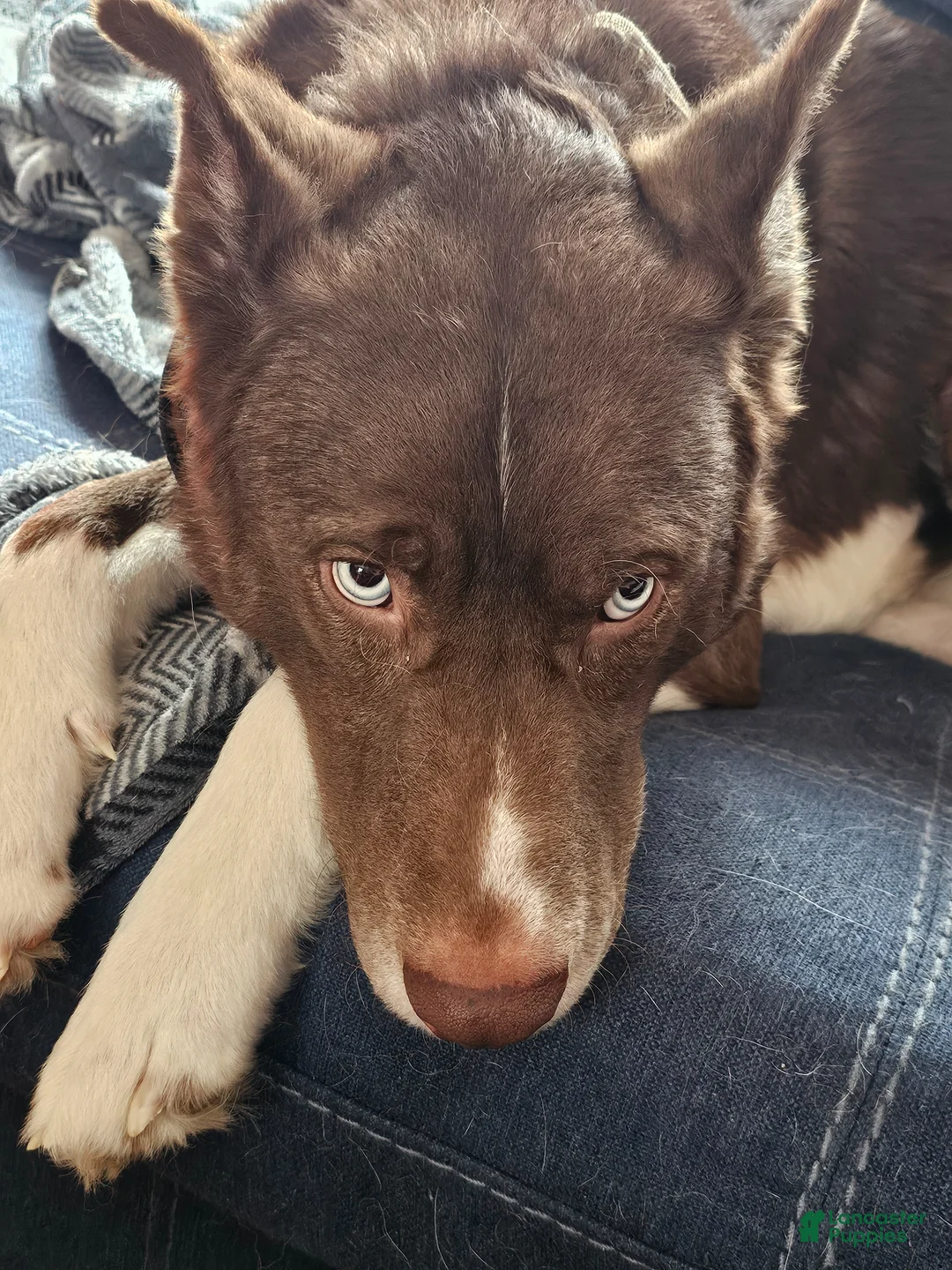 Mixed Breed dogs for sale: Thumper - Ad 5