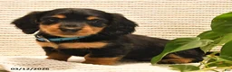 Miniature Dachshund dogs for sale: Willie - Ad 3