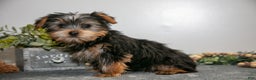 Yorkshire Terrier dogs for sale: Gordy - Ad 3