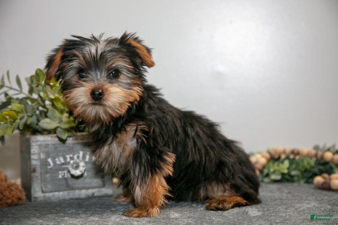 Yorkshire Terrier dogs for sale: Gordy - Ad 3