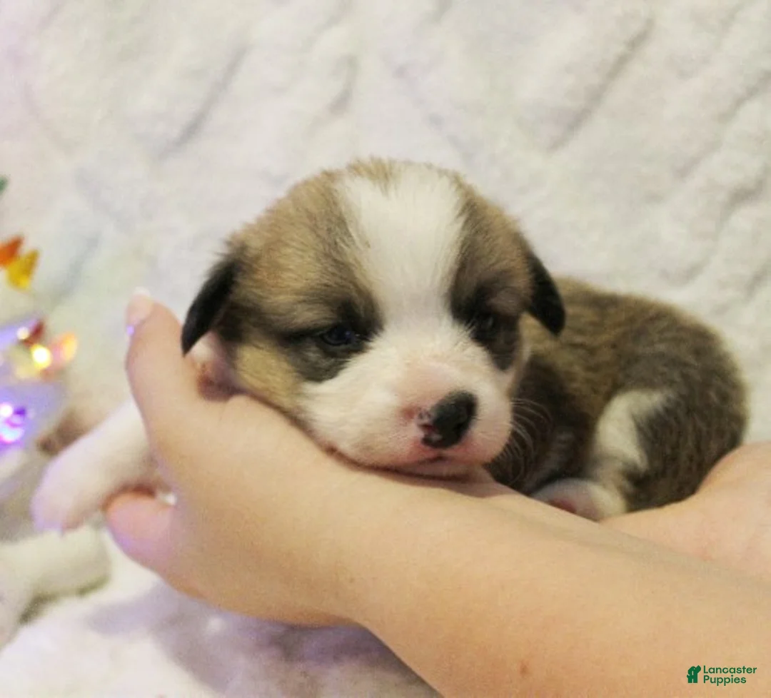 Welsh Corgi Pembroke dogs for sale: Elsa Genetically CLEAR - Ad 13