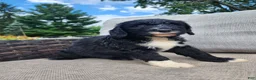 Mini Sheepadoodle dogs for sale: Rover - Ad 9