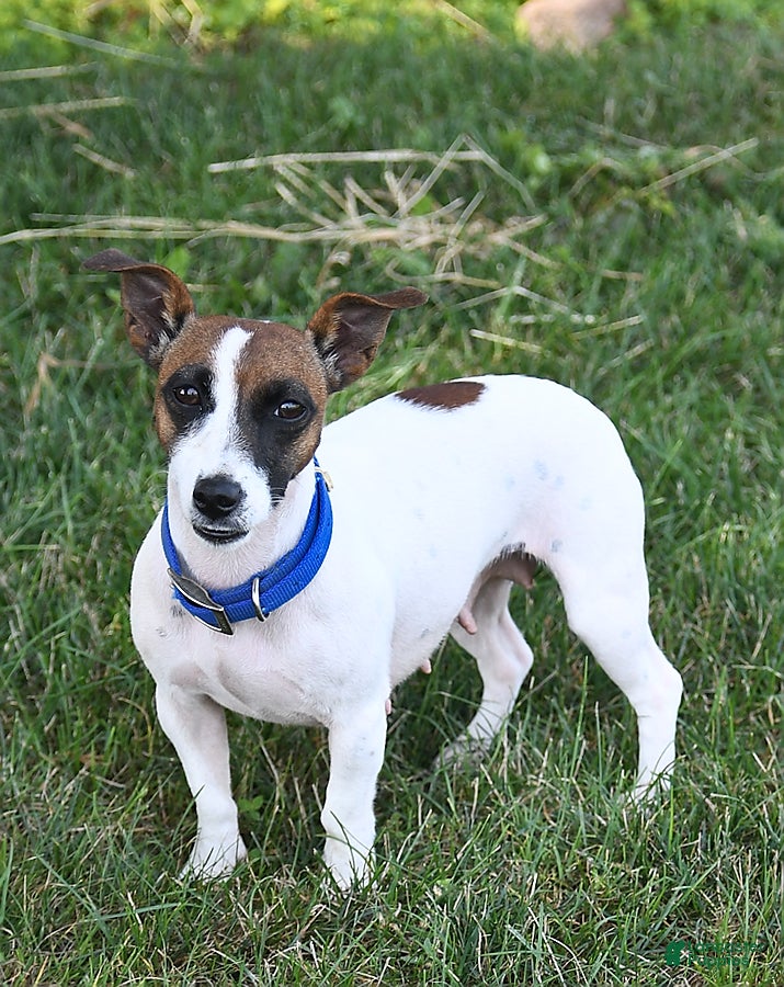 Jack Russell Terrier dogs for sale: Barbie - Ad 6